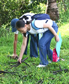 ..... gathering seeds for reforestation