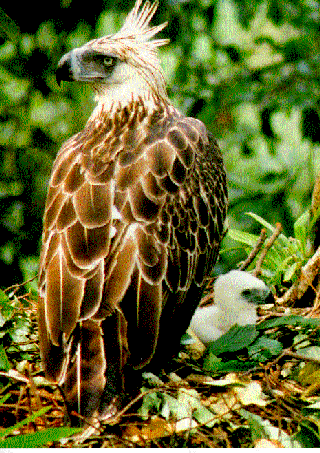 Philippine Eagle