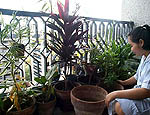 high-rise terrace garden