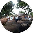 carabao dispersal