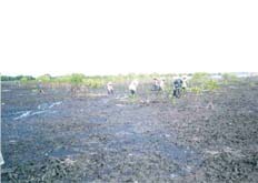 mangrove planting