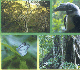 wildlife