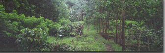 TOFA's reforestation
