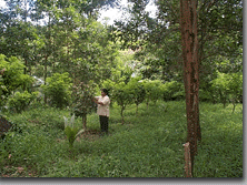 TOFA's black pepper plantation