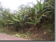abaca plantation