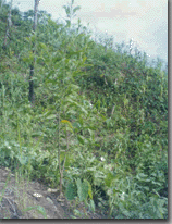 mountain slope planted with eucalyptus