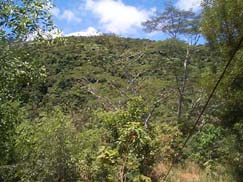 reforestation site