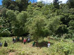 bamboo plantation