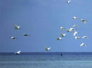The Egrets arriving from distant China in flight above the waters of Olango