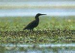 Mangrove Green heron (Butorides striatus)