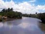 mangroves of Calabanga Bay