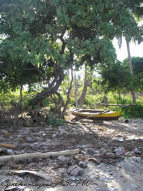 photo by Cynthia Layusa of the Society for the Conservation of Philippine Wetlands