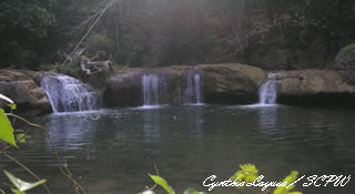 photo by Cynthia Layusa of the Society for the Conservation of Philippine Wetlands